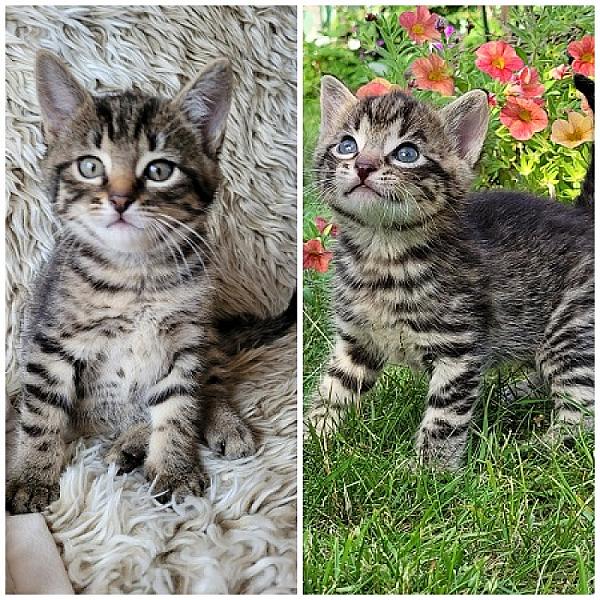 Vinnie