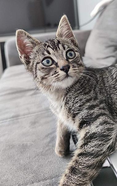 Nitro