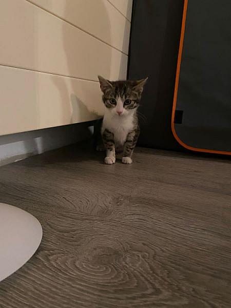 Nala