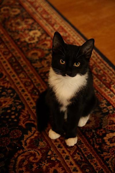 Maya