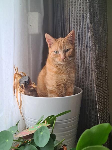 Oscar