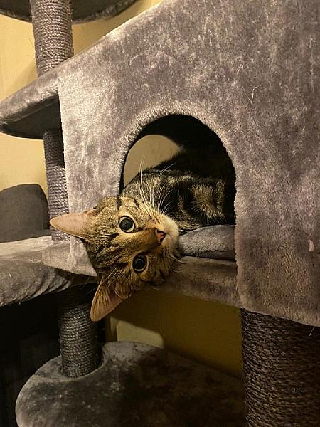 Felix