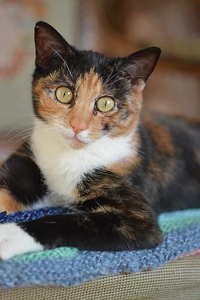 Isabel