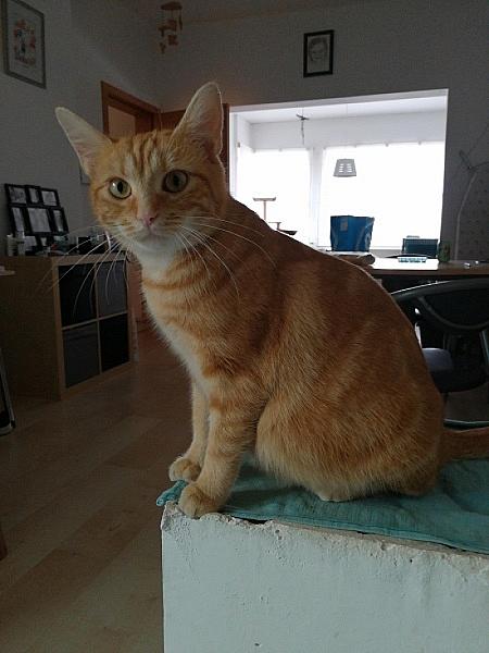Rosie