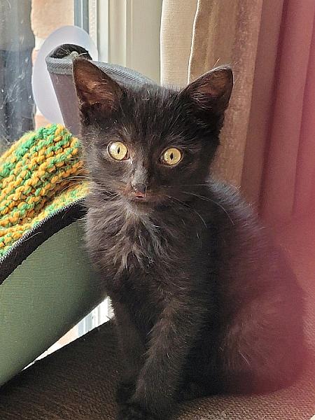 Elodie