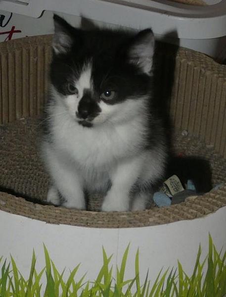Sid