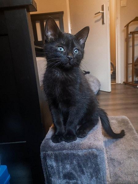 Mew