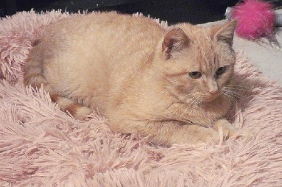 Garfield