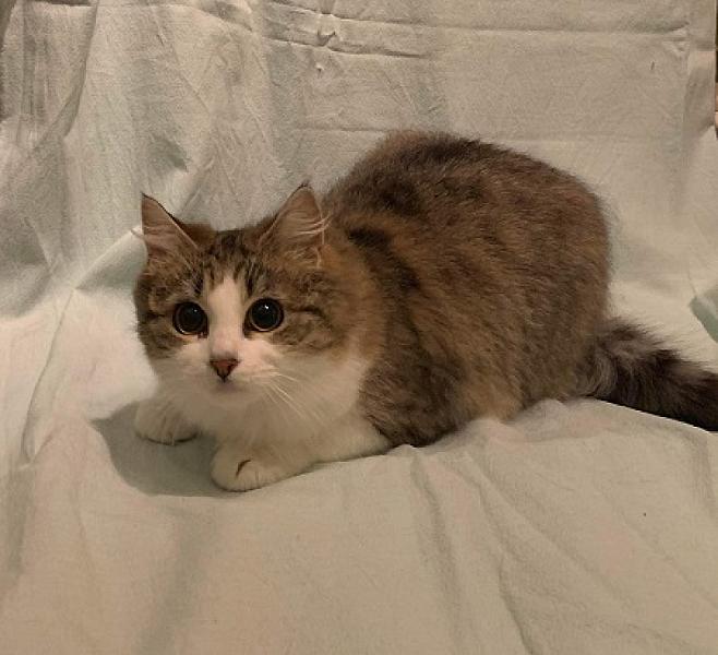 Fluffie