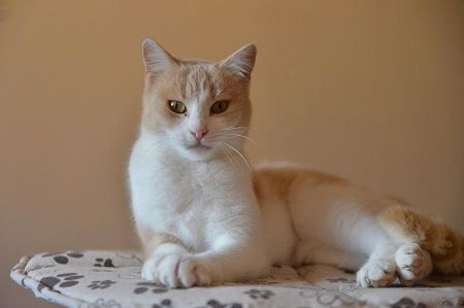 Stella