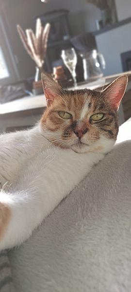 Tija