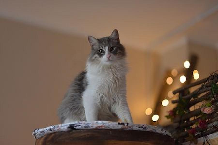 Bommel