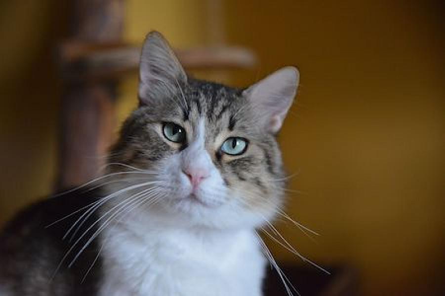 Olivier