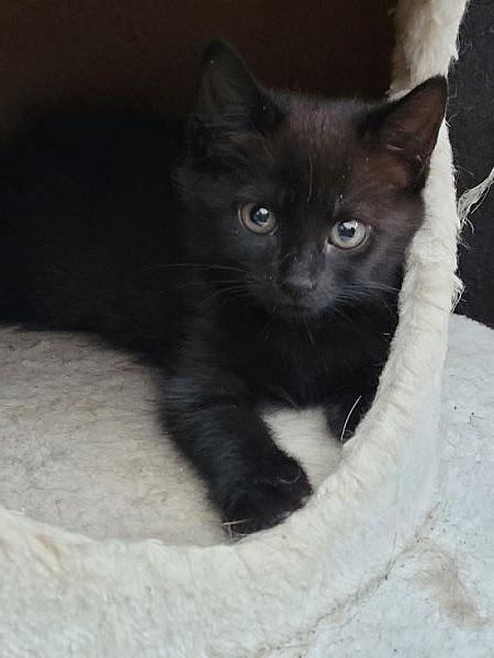 Lila