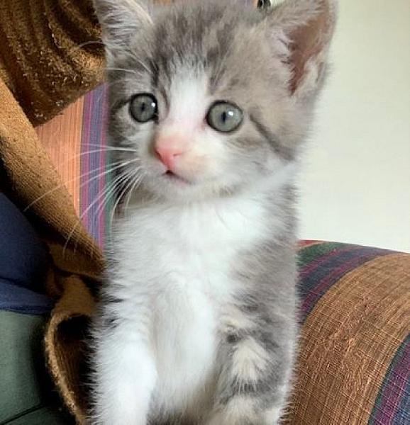 Tommie
