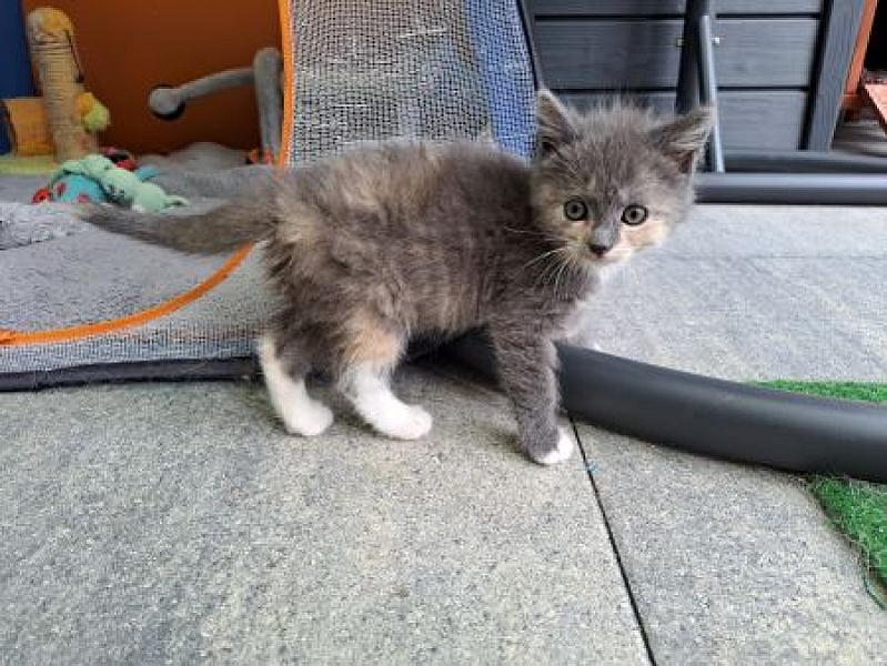 Bella
