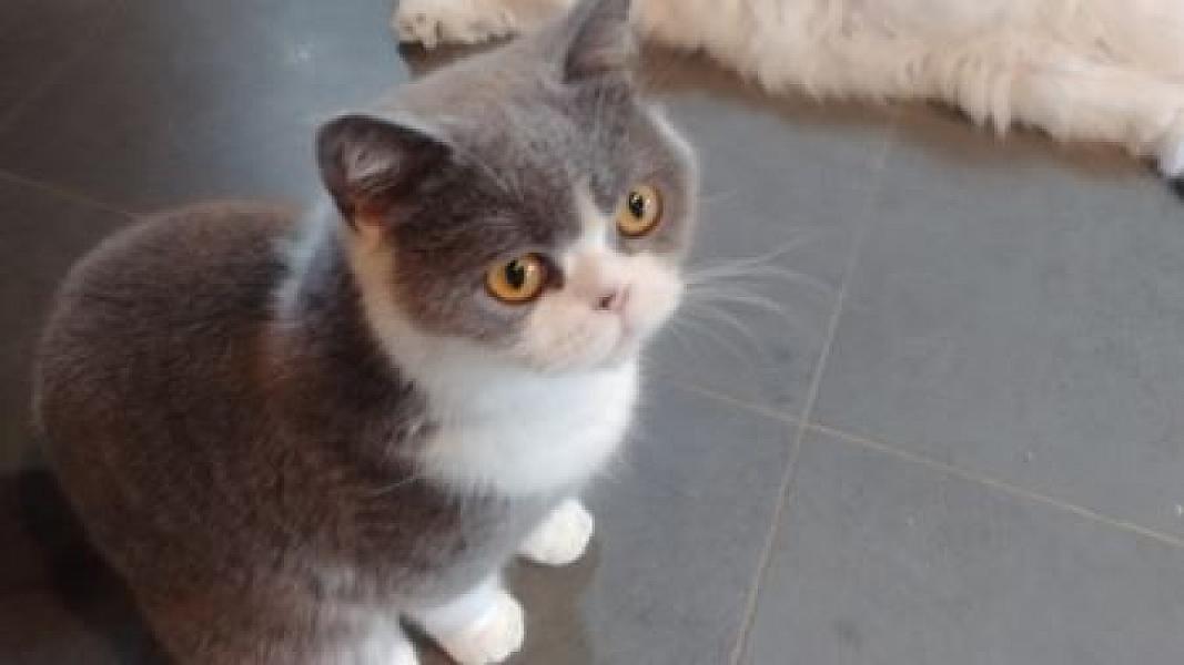 Nala