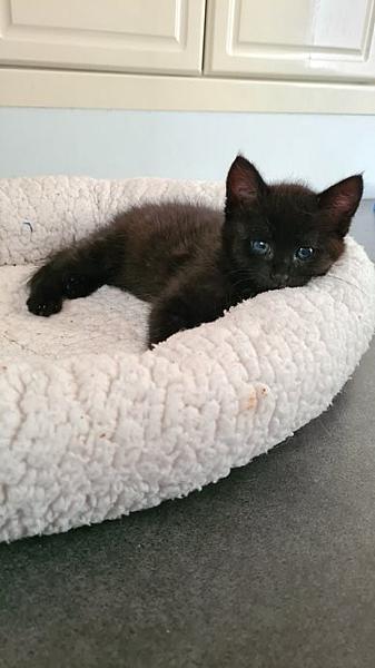 Kimba