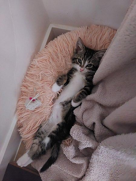 Lily