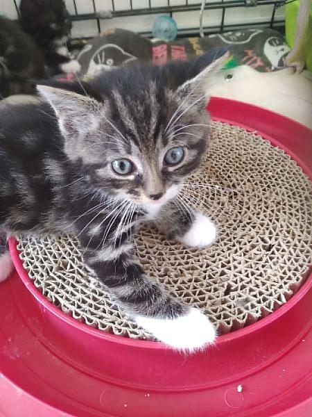 Mia