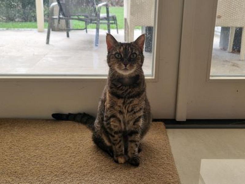 Maya