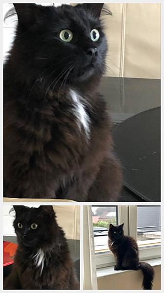 Simba