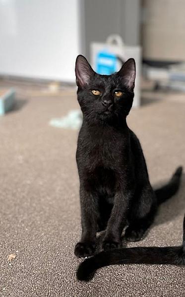 Odin
