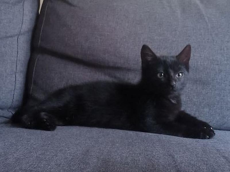 Spykie