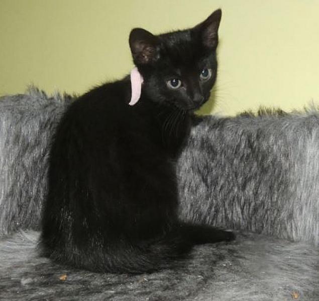Kaala