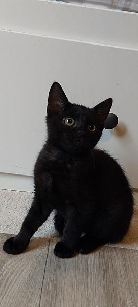 Bowie