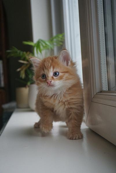 Fernando