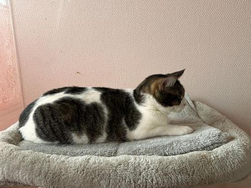 Daphne