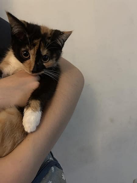 Loki
