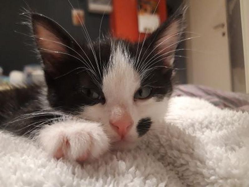 Milo