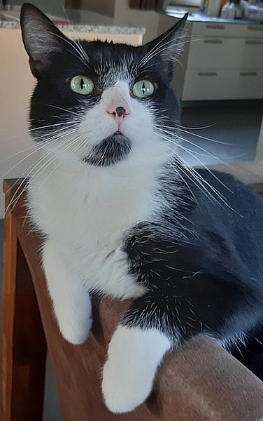 Sjimmie