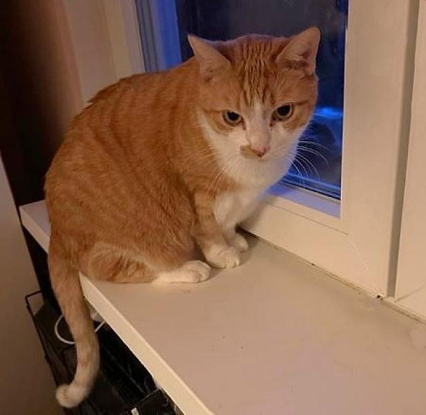 Garfield