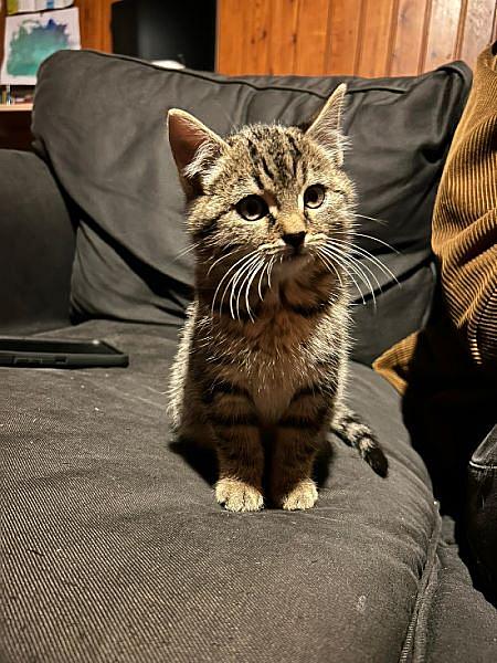 Mango