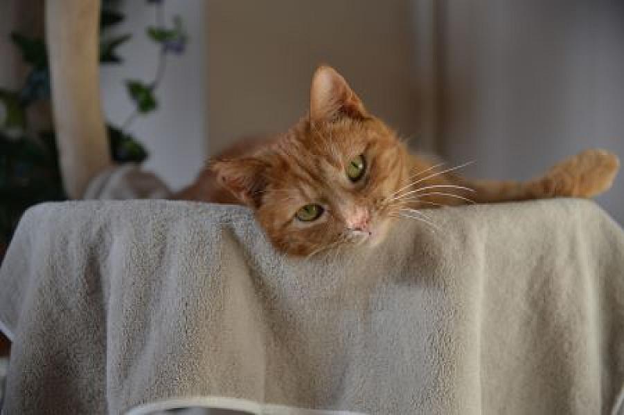 Babette
