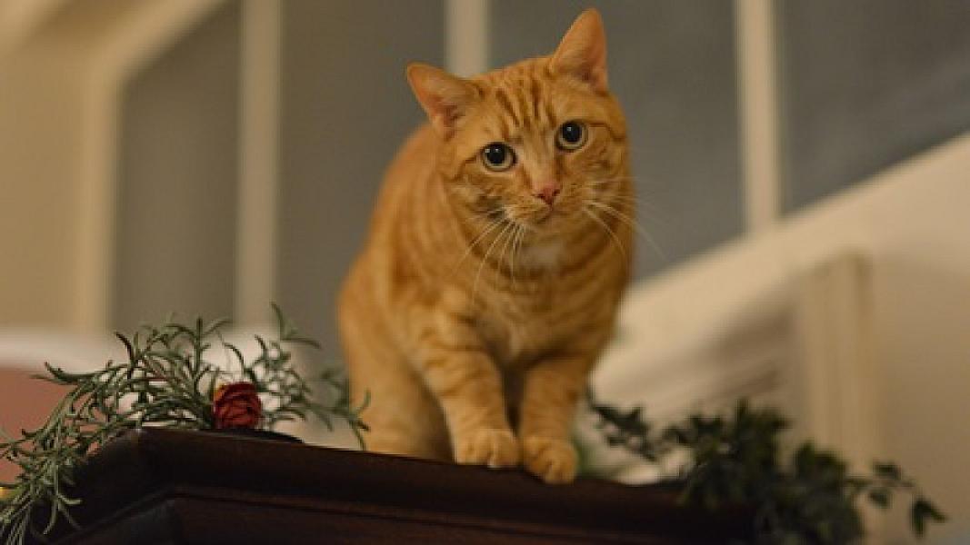 Ed