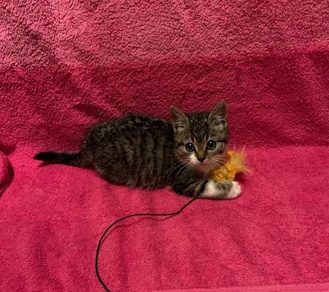 Nala