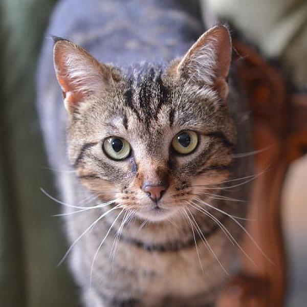 Suki