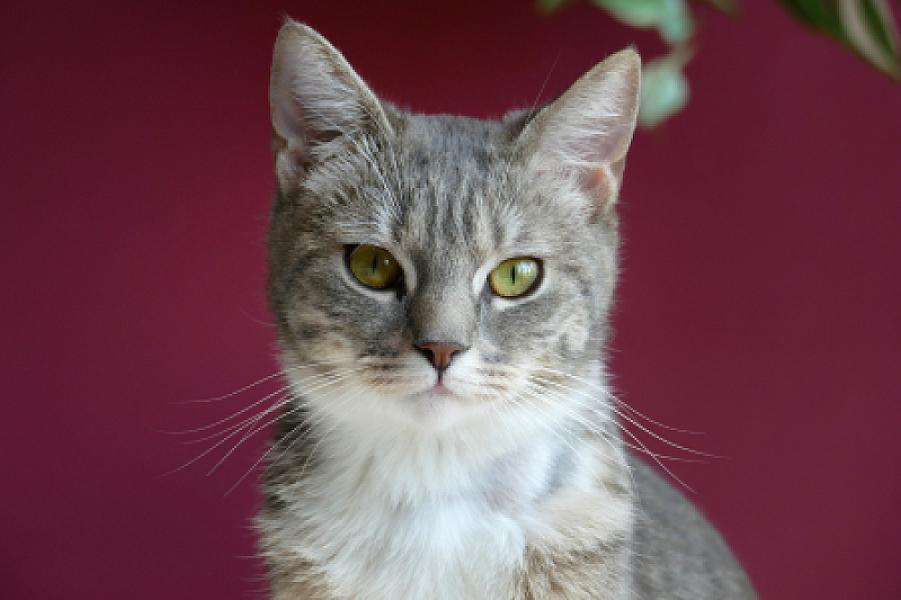 Pepper