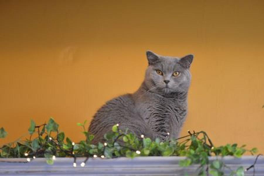 Gaston