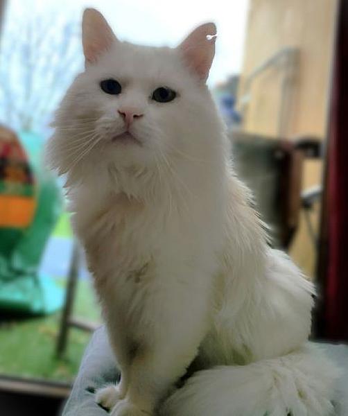 Felix
