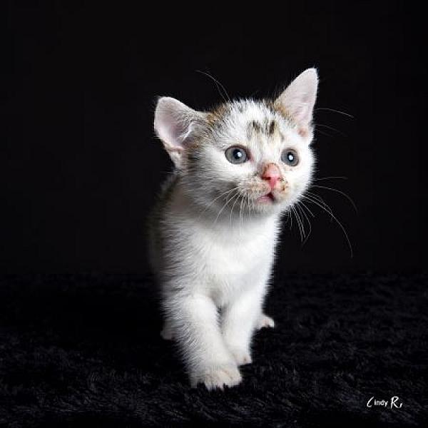 Maurice