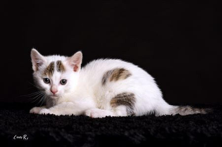Nala