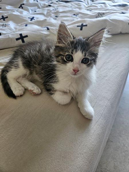 Sammy