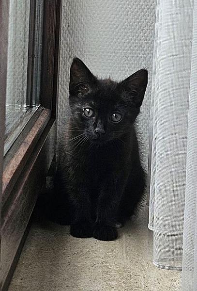 Figaro