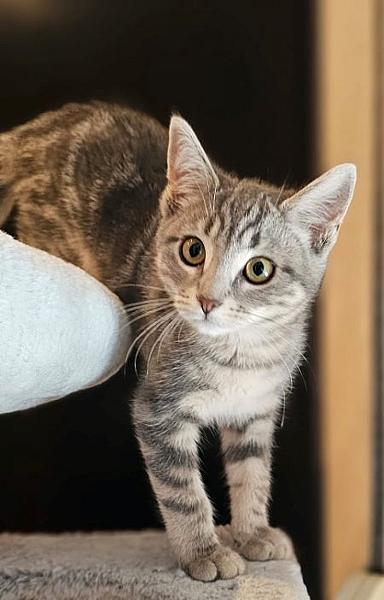 Pebbles
