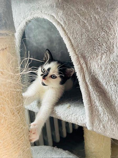 Yuki